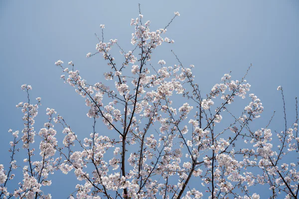 「東京の桜は白い」