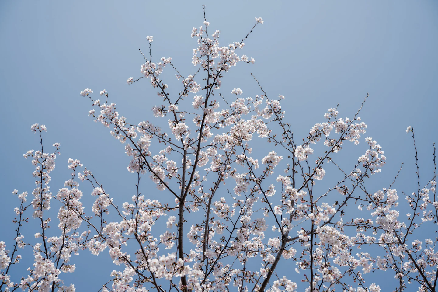 「東京の桜は白い」