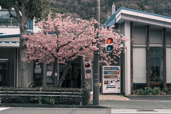 桜味蕾